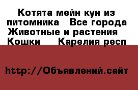 Котята мейн-кун из питомника - Все города Животные и растения » Кошки   . Карелия респ.